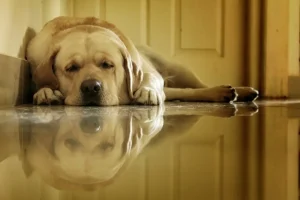 chien seul allongé devant la porte d'entrée, signe possible d'anxiété de séparation
