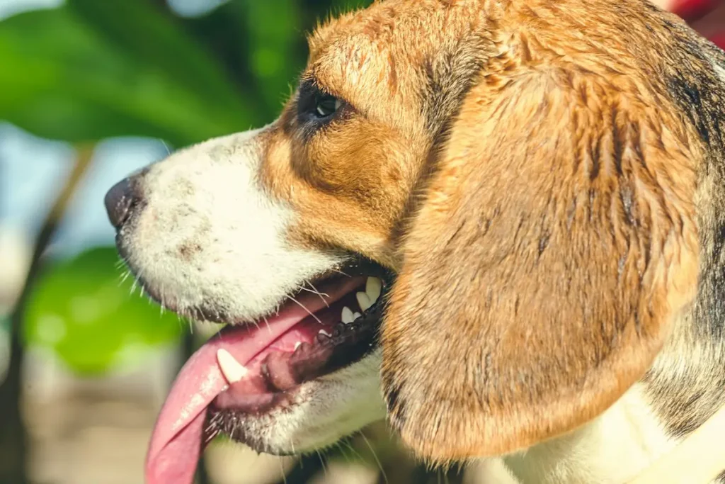 Beagle tricolore qui renifle l'herbe d'une prairie, truffe au sol