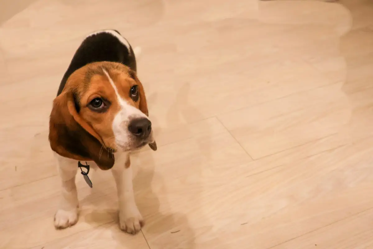 Chiot beagle assis dans une cuisine qui réclame de la nourriture