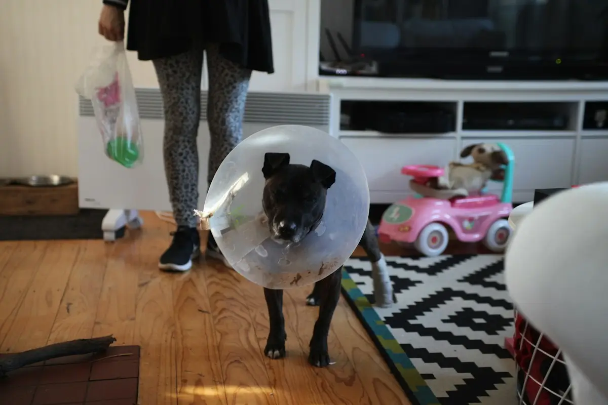 Chien mâle portant une collerette à la maison après sa castration