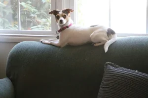 Chienne allongée sur un canapé pendant ses chaleurs