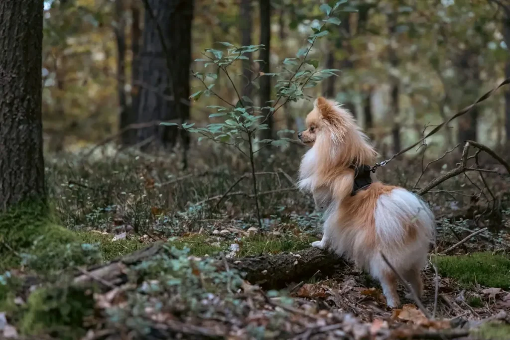 Chien qui renifle un champignon dans une forêt d'automne