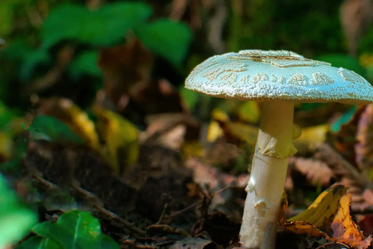 Amanite phalloïde, champignon toxique pour le chien, dans une forêt de feuillus