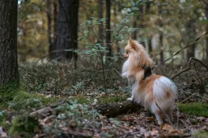 Chien qui renifle un champignon dans une forêt d'automne