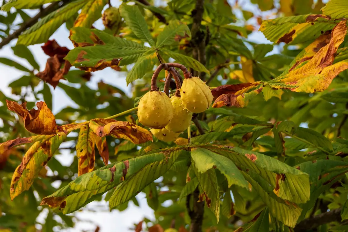 Marrons d'Inde et coque piquante au sol, fruit toxique pour le chien
