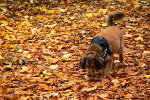 Chien qui renifle des marrons d'Inde tombés sur le sol d'un parc en automne
