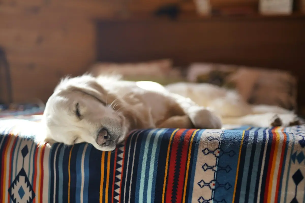 Chien qui a peur de l'orage réfugié dans une cage couverte transformée en cocon