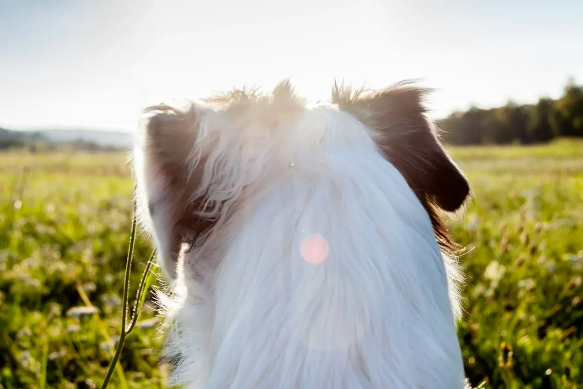 Chien qui mange de l'herbe et renifle une prairie en automne