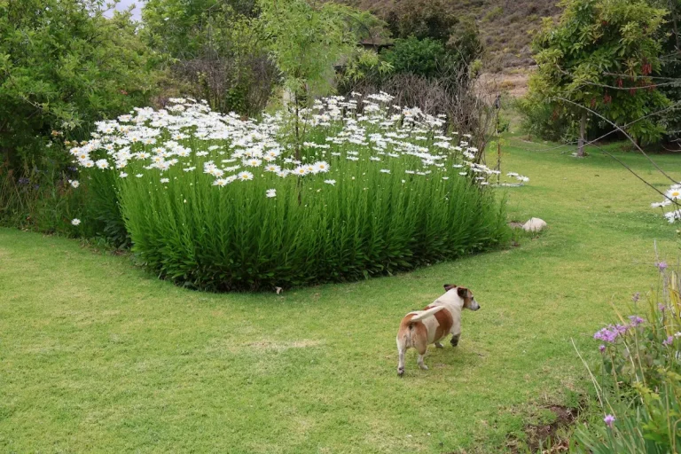 Chien qui mange de l&rsquo;herbe : simple manie ou vrai signal d&rsquo;alerte ?