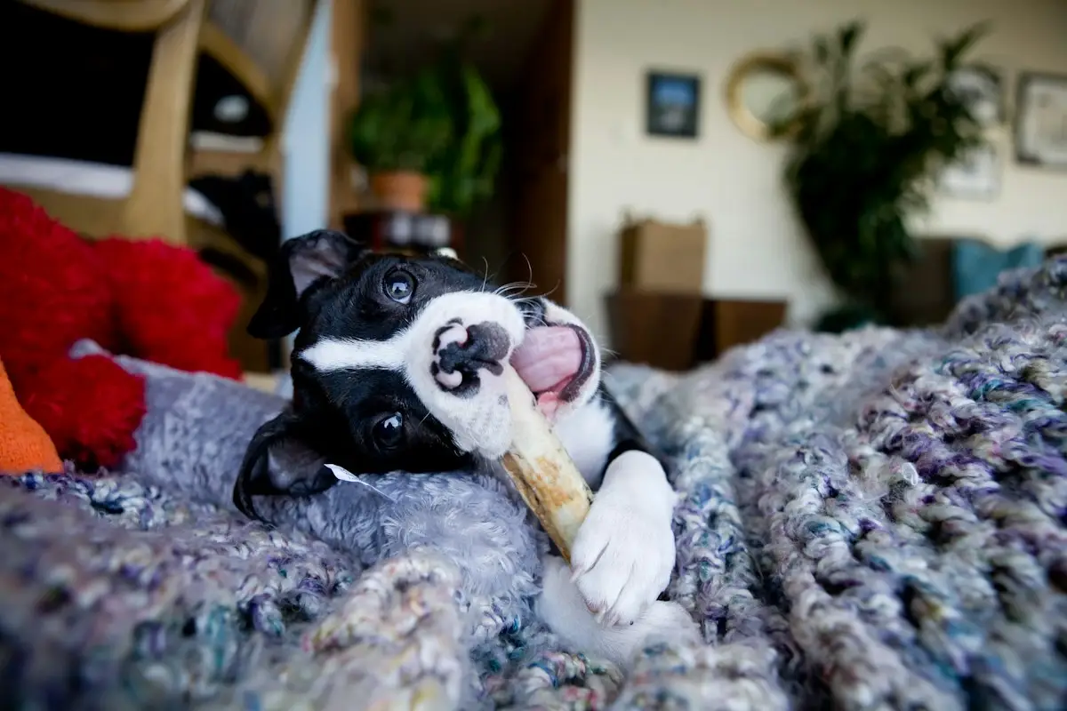 Chiot qui mordille un jouet de dentition en caoutchouc au lieu des mains