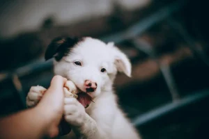 Chiot qui mordille la main de son maître pendant le jeu