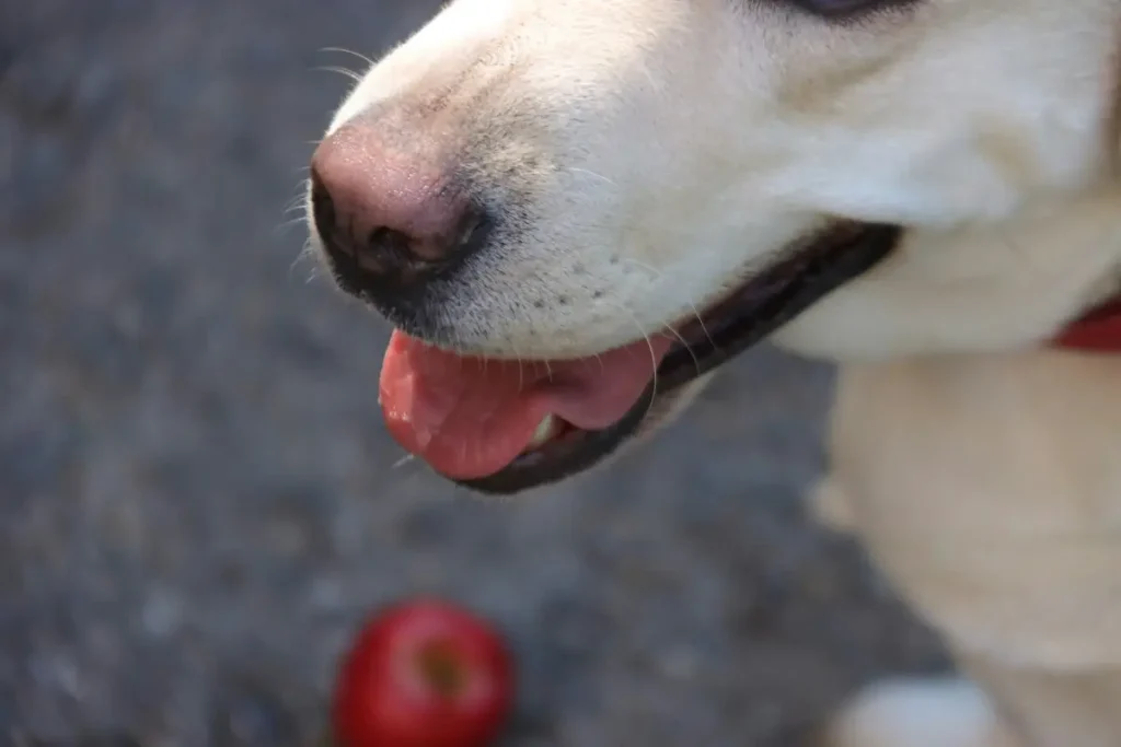 Chien qui croque une tranche de pomme tendue par son maître