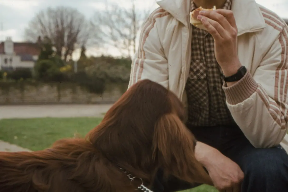 Chien qui renifle une tranche de pastèque, un des fruits autorisés pour le chien