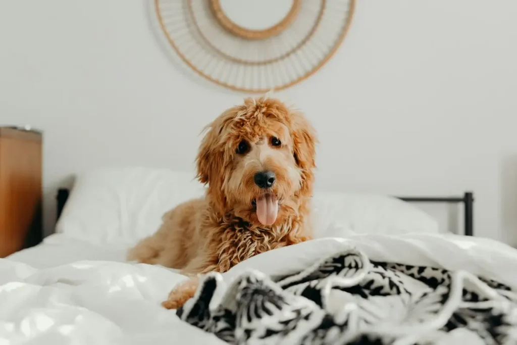 Chienne gestante allongée sur un coussin, ventre arrondi en fin de gestation