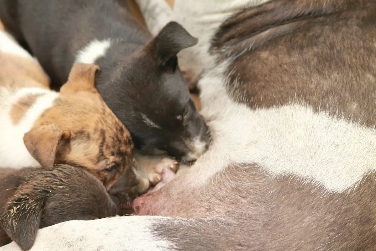 Chienne en fin de gestation allongée sur le flanc, mamelles développées