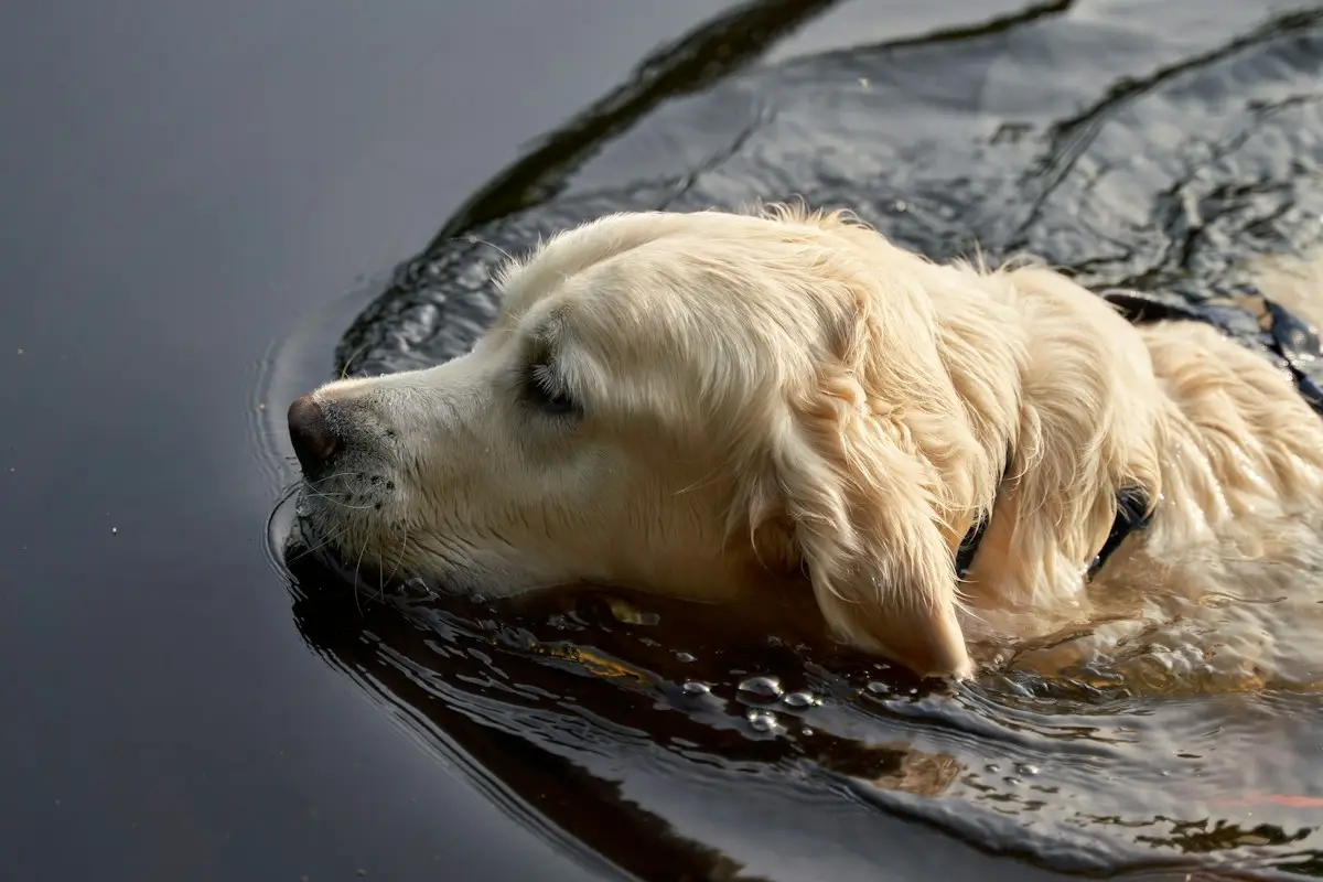 Golden retriever qui nage dans un lac avec un jouet dans la gueule