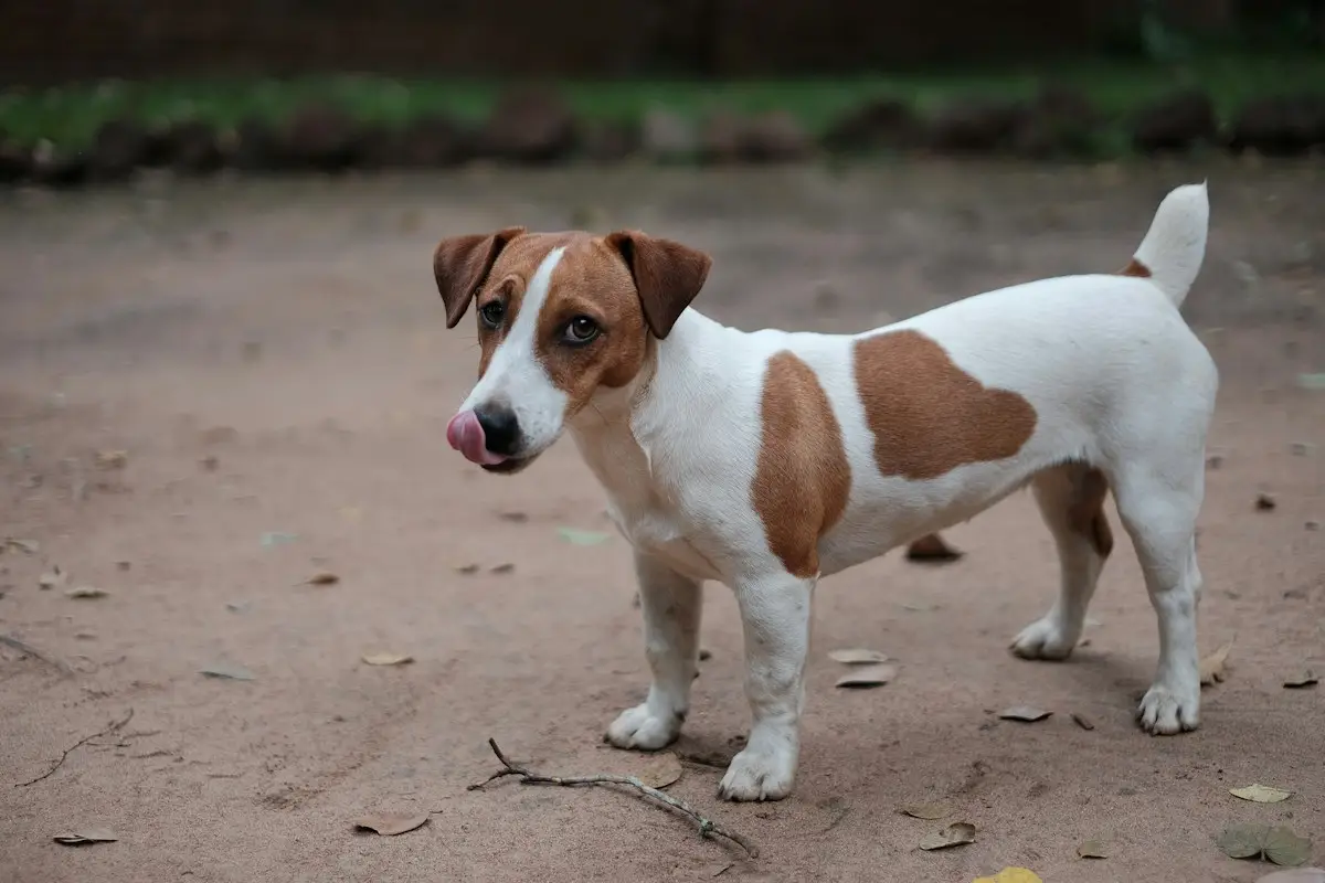 Jack Russell terrier en train de creuser dans un jardin
