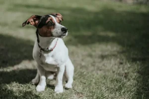 Jack Russell terrier à poil lisse qui court dans une prairie