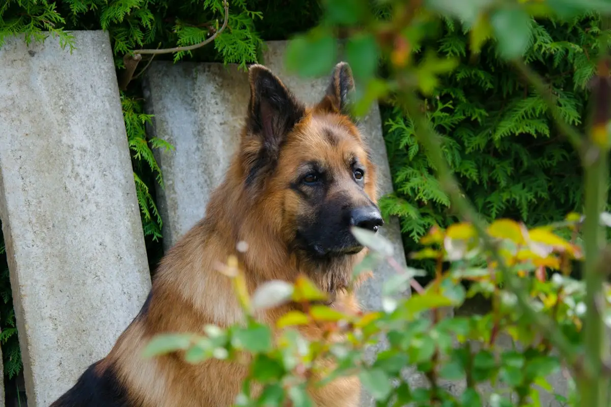 Brosse pour chien de type râteau passée dans le sous-poil d'un berger allemand en mue
