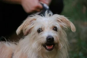 Chien au pelage épais brossé avec une brosse pour chien pendant la mue d'automne