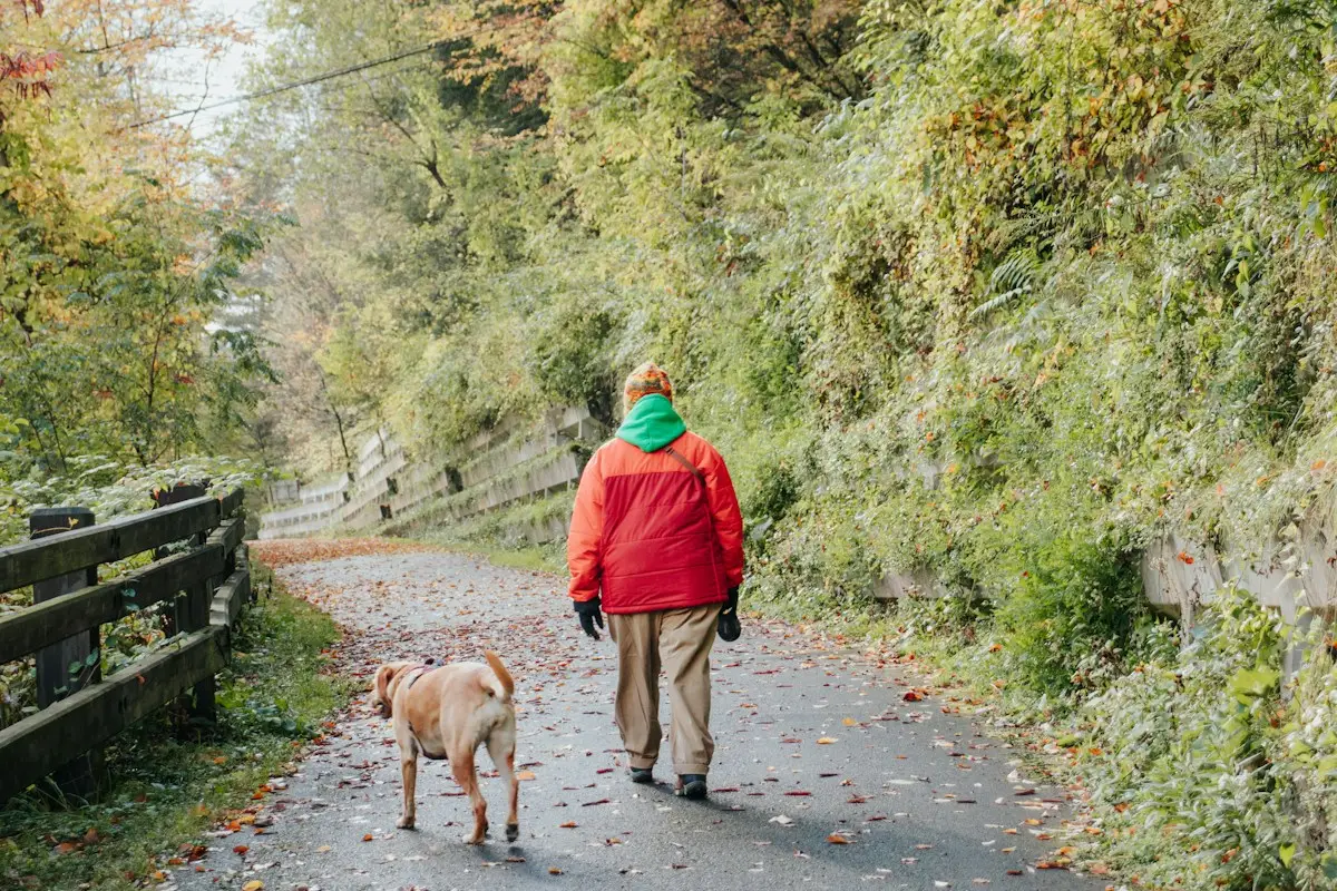 Promener son chien pendant la chasse en longe sur un chemin forestier balisé