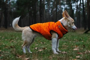 Chien portant un gilet orange fluo sur un chemin forestier en automne, pendant la saison de chasse