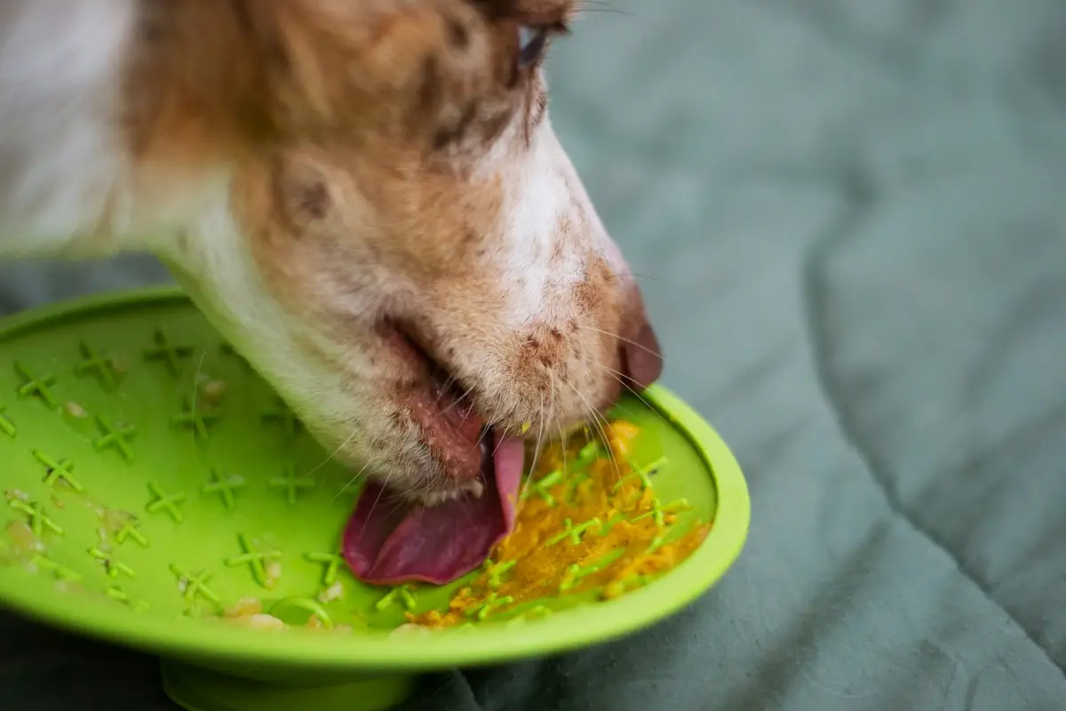Tapis de léchage pour chien garni de purée de potiron et de yaourt