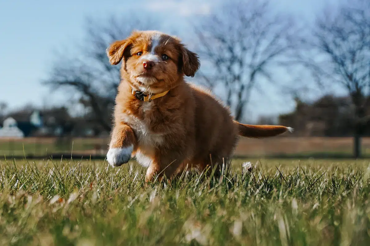 Un chien à poil long dans un champ d'herbe verte, le type de terrain où une protection contre les tiques se justifie