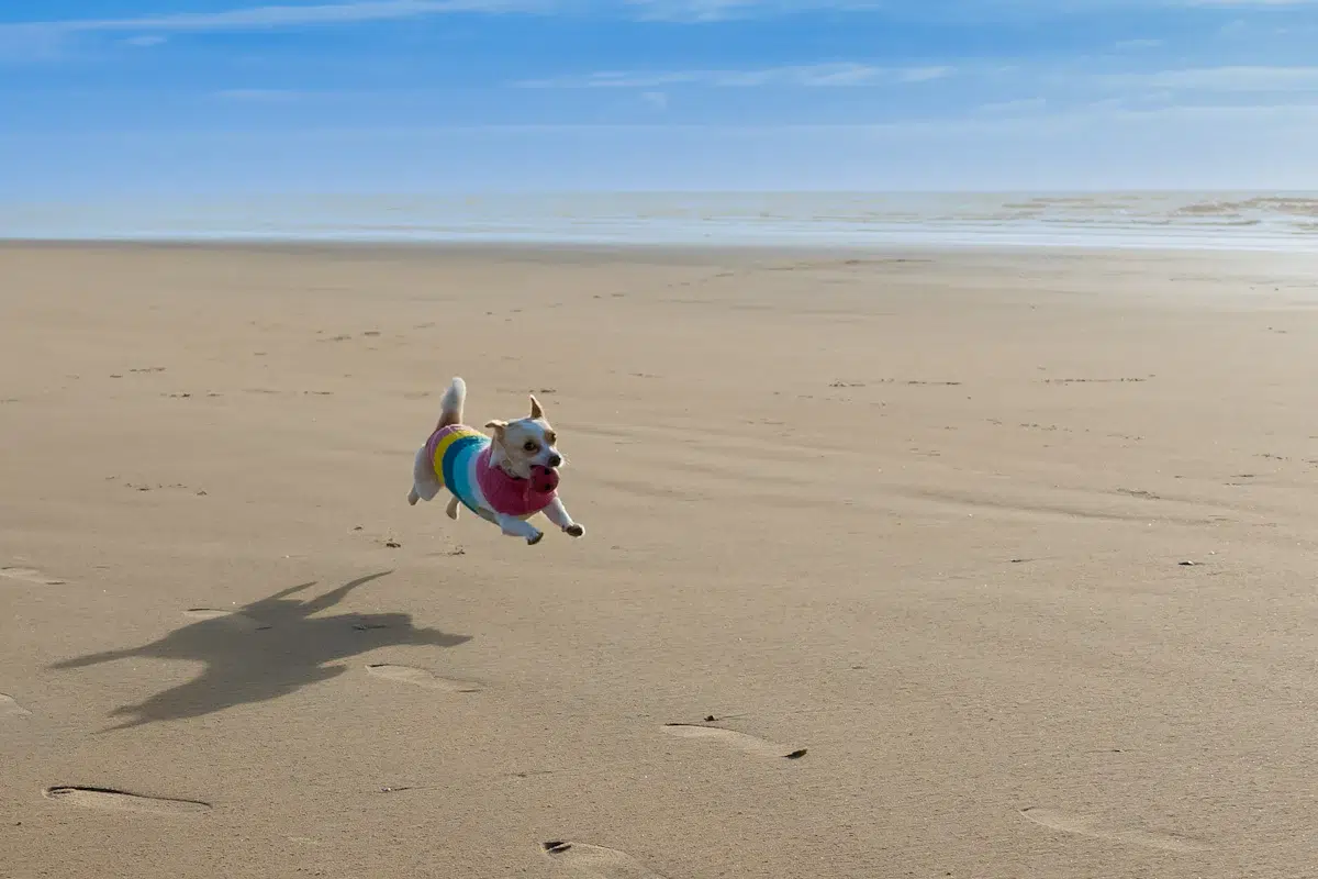 Un chien court sur une plage, image d'une mobilité retrouvée que promettent de nombreux compléments au collagène