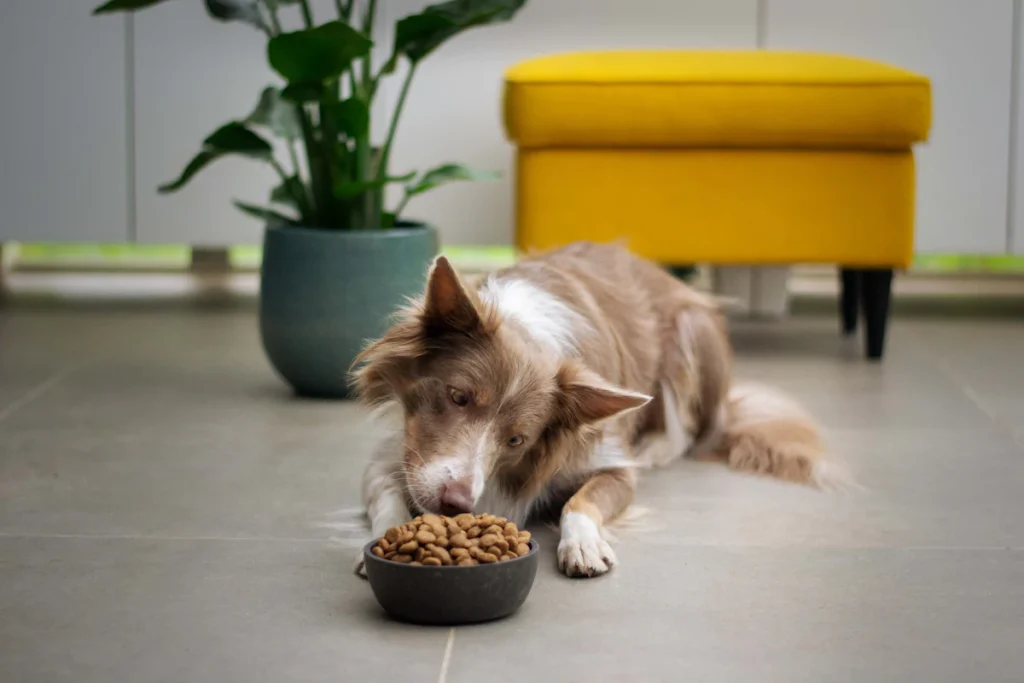 Un chien brun et blanc mange dans un bol, illustration d'un avis sur les croquettes Ultima pour chien