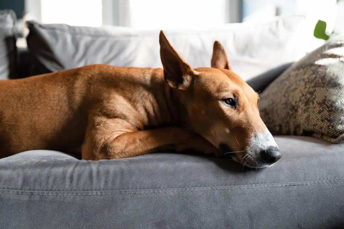 Un grand chien brun allongé sur un canapé gris, image du calme recherché avec un diffuseur de phéromones