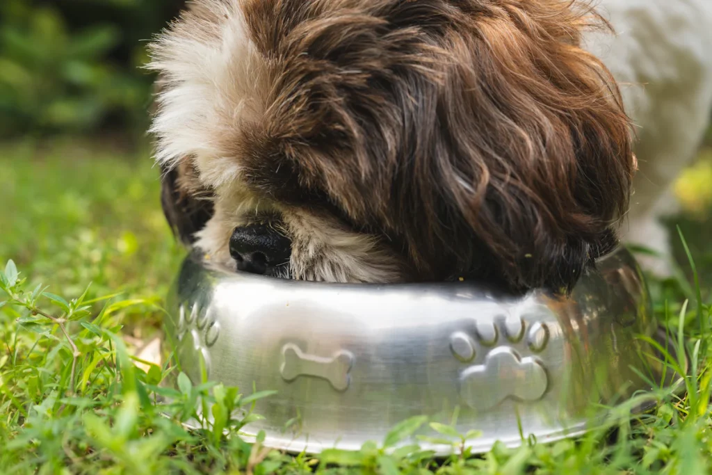 Un chien brun et blanc mange dans un bol en métal, illustration d'un avis sur les croquettes Ownat pour chien