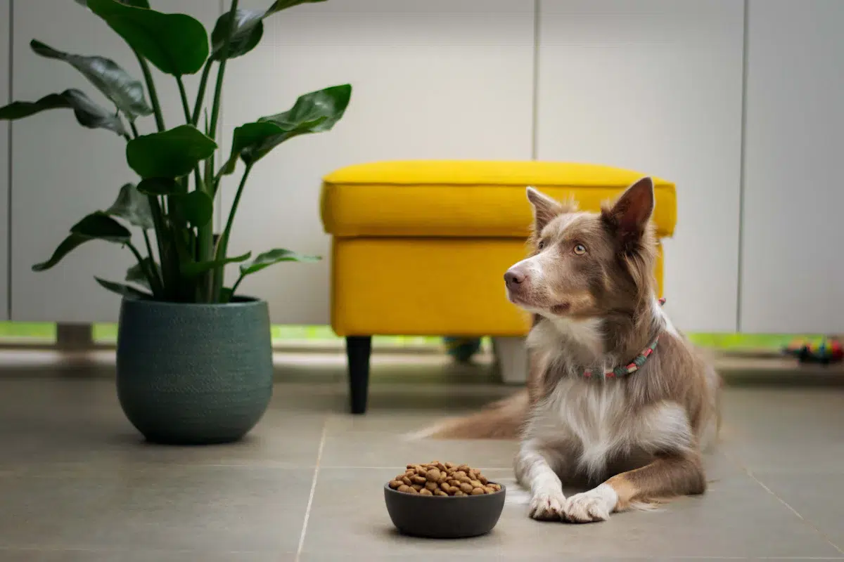 Un chien brun et blanc assis à côté d'un bol de nourriture, moment idéal pour ajuster sa ration de croquettes