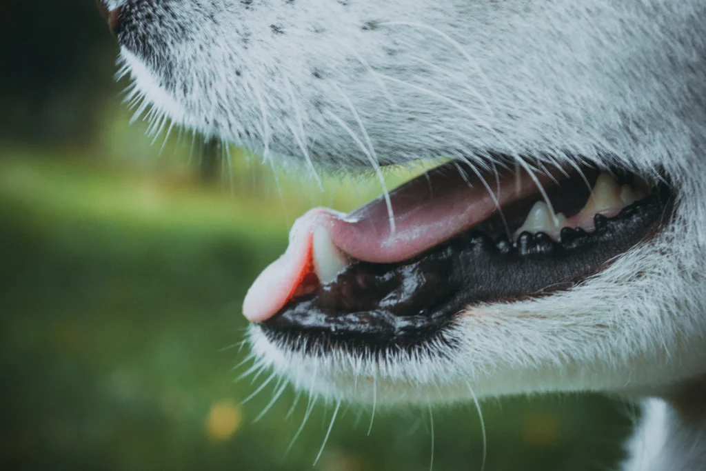 Gros plan d'un chien la gueule ouverte, illustration d'un avis sur le spray dentaire pour chien