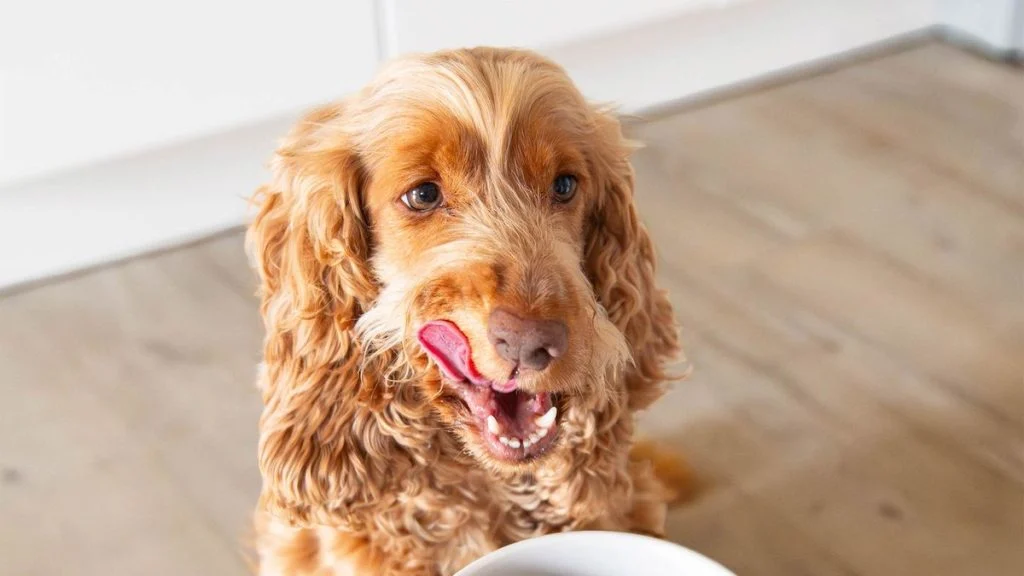 Cocker devant une gamelle de croquettes Ultra Premium Direct